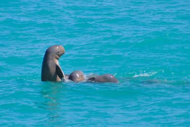 Broome: Cruzeiros com golfinhos