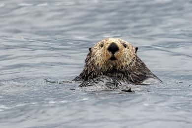 Port Hardy: Sea Otter and Whale Watching