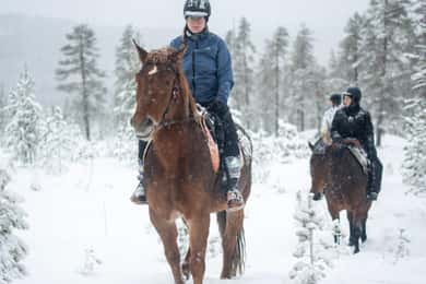 Rovaniemi: Passejada a cavall d'hivern per turons i boscos nevats