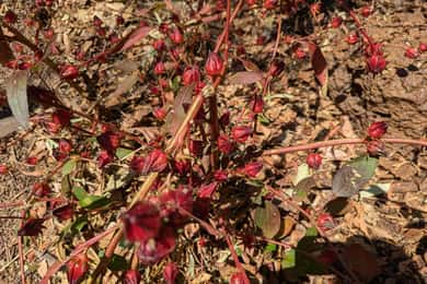 Darwin: Forage for an Outback Gourmet Feast & Sightseeing
