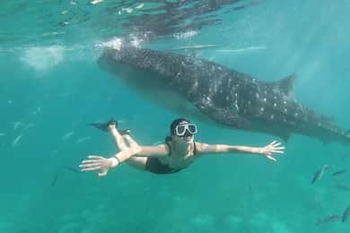 Oslob: Excursão aos tubarões-baleia com snorkeling em Sumilon e Moalboal