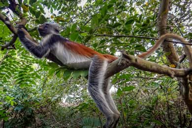 Lagoon Tour to Monkey Island in Negombo