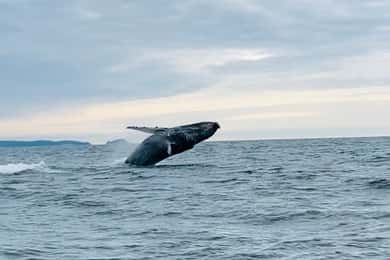 Sitka:Private Wildlife/Whale Watching for 6 w/Transportation