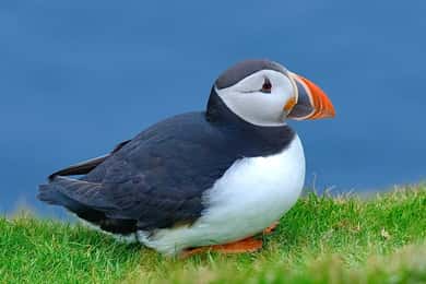 Au départ d'Édimbourg : 6 jours d'exploration des Shetland et de Nothernmost