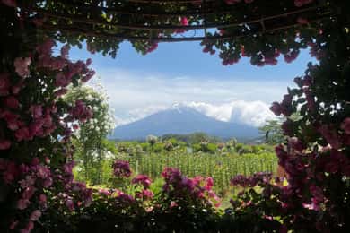 Mount Fuji Day Trip: Adventure around Lake Kawaguchiko