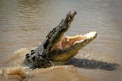 Darwin: Crociere sul fiume Adelaide, esperienza del salto del coccodrillo