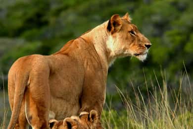 4 Days Tsavo East/West & Amboseli National Park From Mombasa