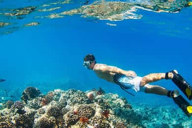 Banyuwangi: 1 Day Tour Snorkeling & Explore Menjangan Island