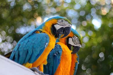 Iquitos : Amazon Jungle - 4D/3N Journey on the Rainforest