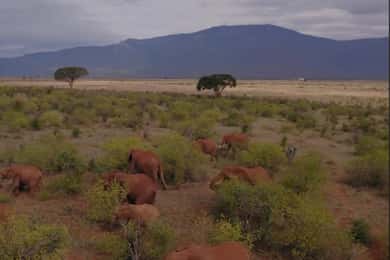 Kenya: 1-Day Safari Adventure with Transfers