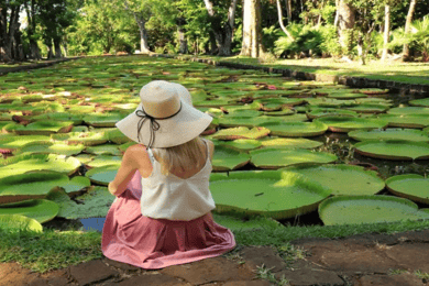 local Market,Botanical garden,Rum tasting & authentic Lunch