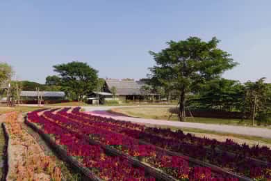 Fra Bangkok: Ayutthaya-templer og galleri-bådhus-tur