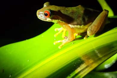 Monteverde: Tropical Forest Night Tour