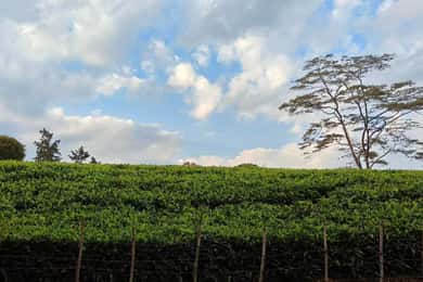 Nairobi: Kiambethu Tea Farm Day Tour with Lunch