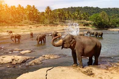 Excursão de 2 dias a Pinnawala/Sigiriya saindo de Kandy