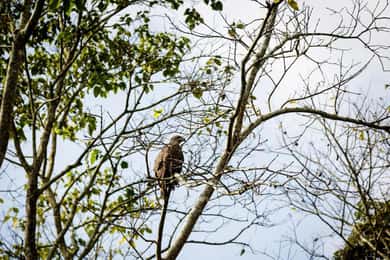 Chitwan Jungle Safari: 3-Day Wildlife Expedition