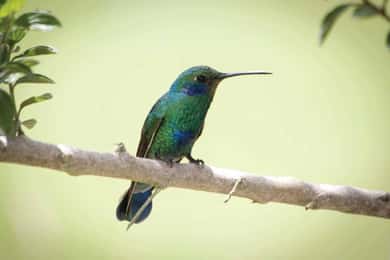 O PASSEIO DOS CANTOS - AVISTAMENTO DE AVES - Saída de Santa Marta