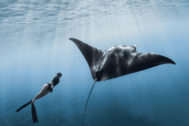 From Bali: Nusa Penida Snorkeling and West Coast Tour