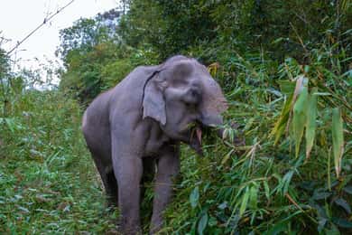 Krabi: Ethical Elephant Care Experience with Hotel Transfer