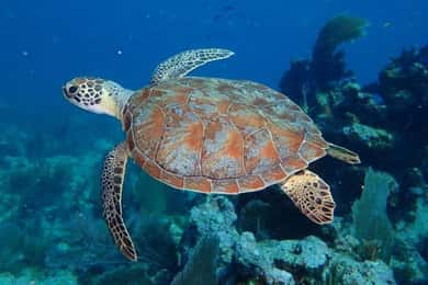 Key Largo: Snorkeling Trip