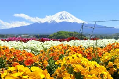東京/横浜発富士山1日プライベートツアー（カスタマイズ可能）