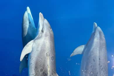 Kamiros Skala: Marine Life Experience by Boat