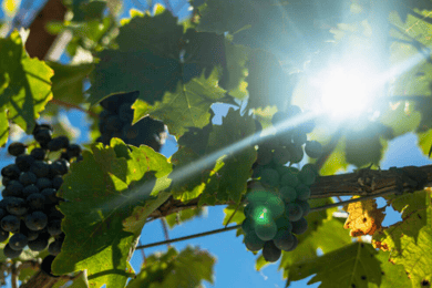 LUCCA: EBIKE TOUR WITH LUNCH AND WINE TASTING