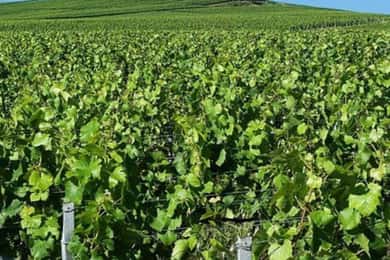 Região de Champagne a partir de Paris: Degustação de Reims e Champagne