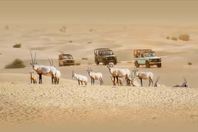 Dubai: Heritage Safari, plimbare cu cămila și cină în Oasis Al Marmoom