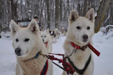 USHUAIA | White Adventure