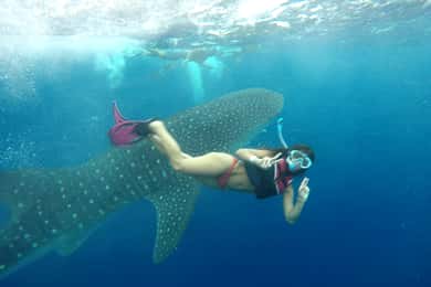 Cancún Whale Shark Tour