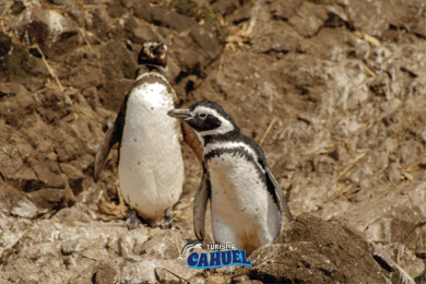 Castro: Penguins in Chiloé and Fort San Antonio Day Tour