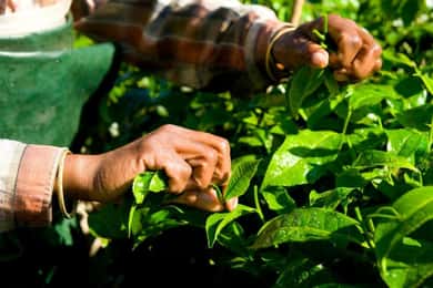 Munnar: 2-Day Sightseeing Tour with National Park Visit