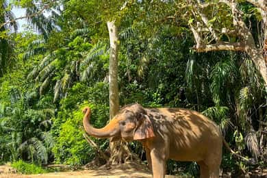 Krabi: Observation-Only Elephant Sanctuary 2hrs Mini Moments