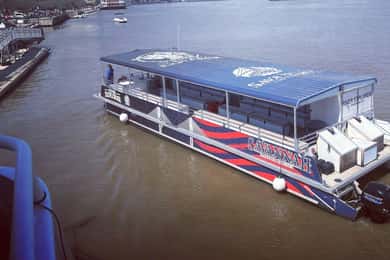 Savannah: Dolphin Spotting and Wildlife Eco Cruise
