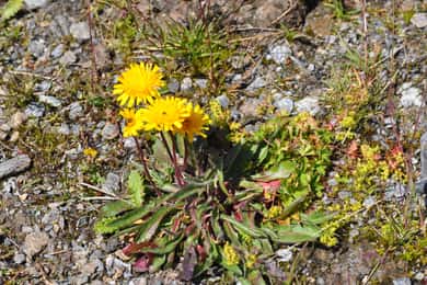RARE PLANTS IN AOSTA VALLEY