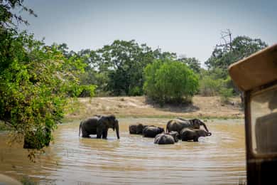 Sri Lanka zeldzame 4-daagse rondreis