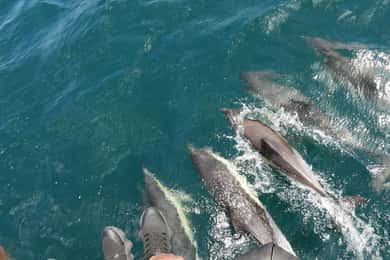 Desde Jerez: excursión para avistar delfines en Gibraltar con tiempo libre.