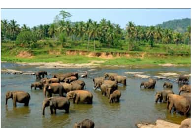 Kandy naar Pinnawala Dagtour door lokale Tuk Tuk Expeditie