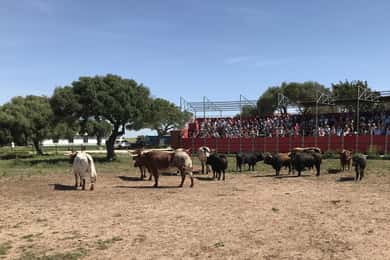 Cadix : Concours de chevaux et taureaux andalous