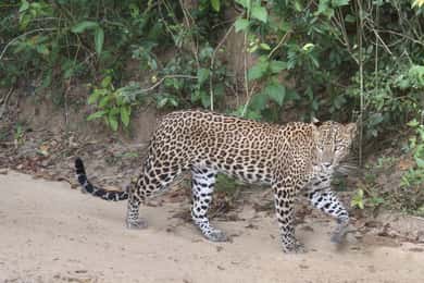 Colombo: Anuradhapura and Wilpattu National Park Day Tour