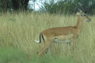2 Day To Tarangire and Ngorongoro Shared Midrange Safari