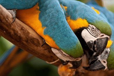 Foz do Iguaçu: Bird Park Tour with Tickets