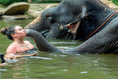 Khao Lak: Safari con gli elefanti e pranzo
