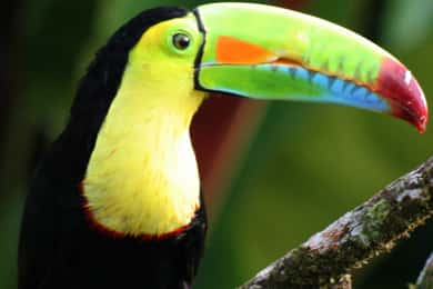 Rio Celeste Waterfall & Sloth Observation