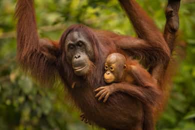 Sandakan: Delt dagsudflugt til Orangutang-helligdommen