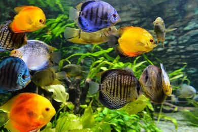 Santa Marta: Tour to Rodadero, Aquarium and Playa Blanca