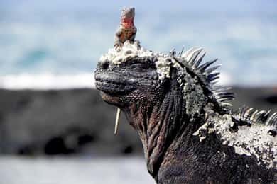4-Day Galapagos Islands: Guided Tour Santa Cruz Island