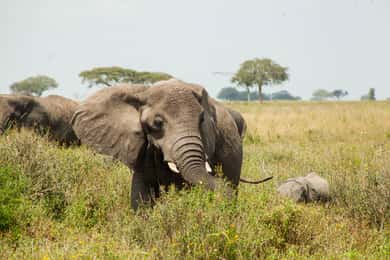 Arusha: safari di 8 giorni a Tarangire, Serengeti e Ngorongoro