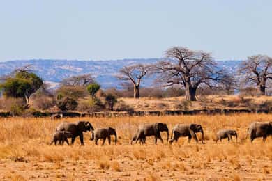 2 nap 1 éjszaka Nyerere Nemzeti Park Zanzibárból repülővel